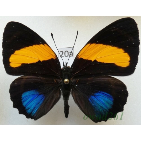 Callicore lyca aegina (C. & R. Felder, 1861) Peru20a